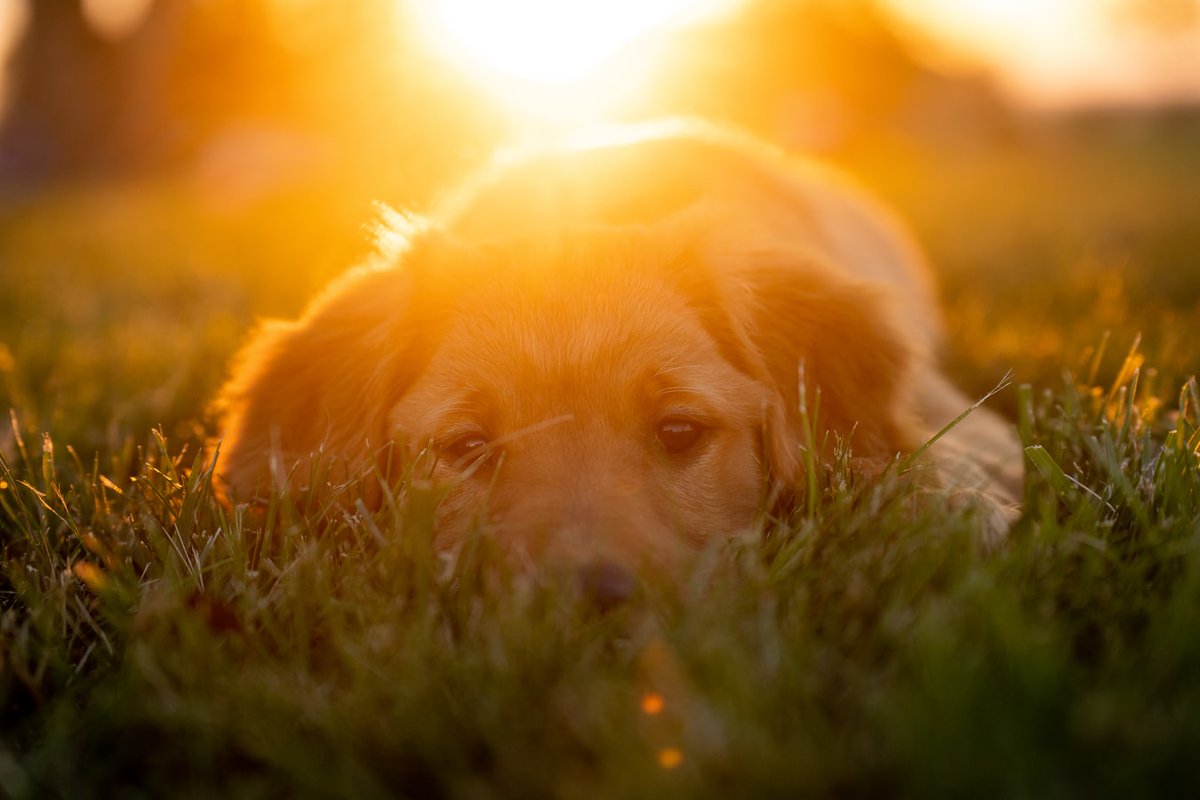EdinDogCatHome's tweet image. The sun is setting on our #SummerRaffle, but it's not over yet. Have you got your tickets? Closes in 2 weeks!

1st prize - £300 @OoniHQ pizza oven voucher plus £250 cash
2nd prize - £250
5 x runner up prizes of dog or cat hampers worth £50 each

👉 bit.ly/edchsrtw