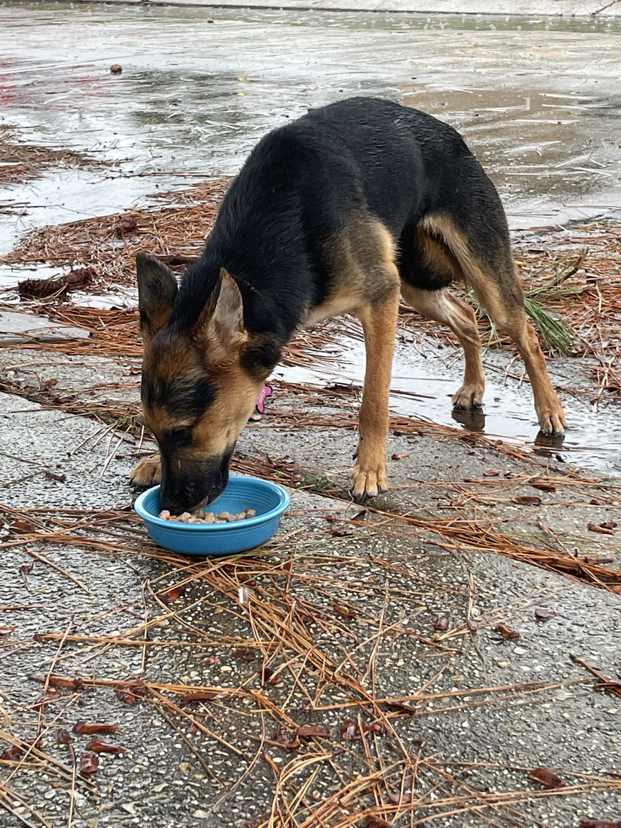 _livernonions's tweet image. Twitter I need your #help! This dog is lost on my street in Metairie. She’s wearing a collar that says Lucy with a phone number but I can’t get close enough to read it. Can you help?! #lostdog #twitterdetectives