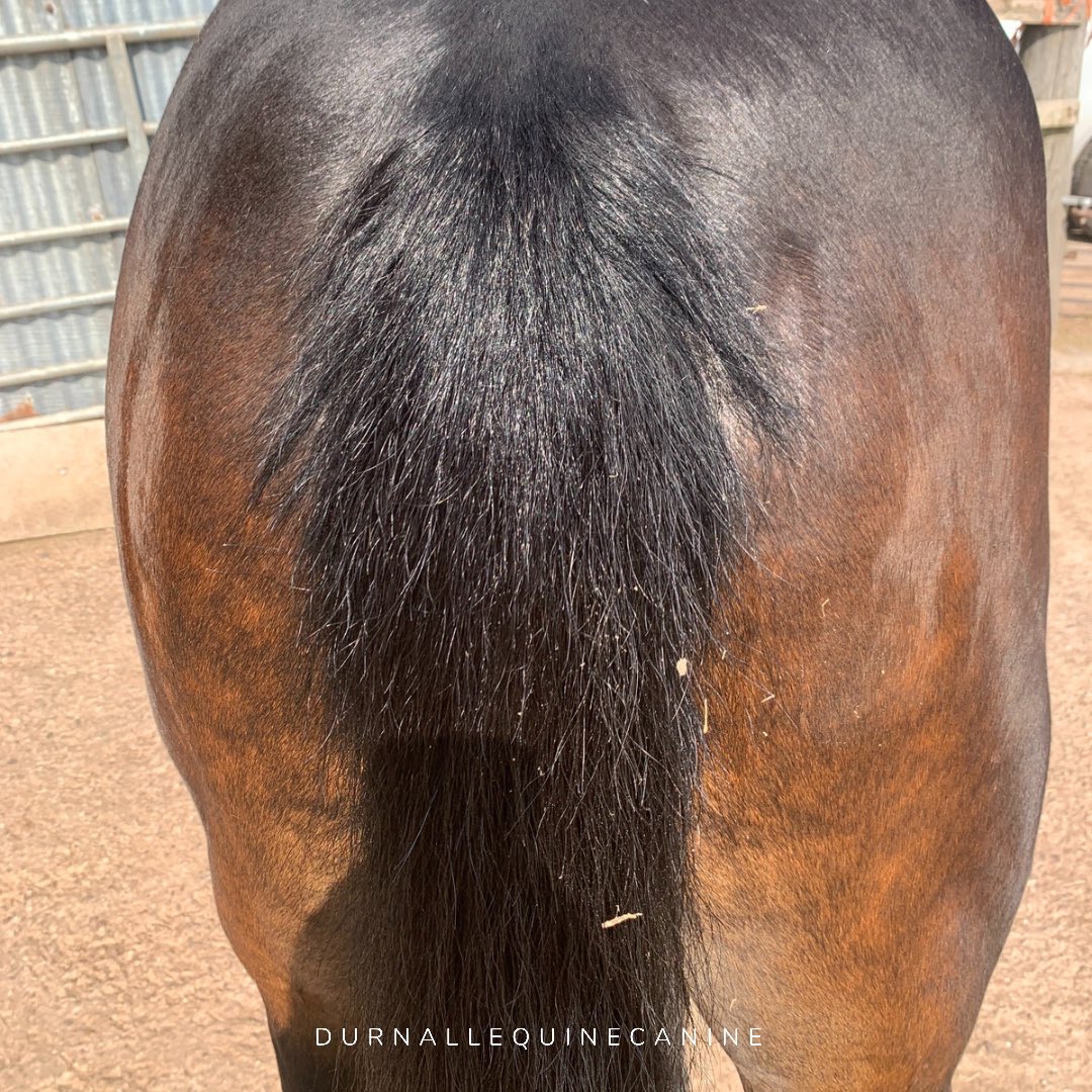Tail pull💇🏽‍♂️

Also can we appreciate what a shiny bottom this boy has😍…

#durnallequineandcanine 
#equinelife
#britishgrooms 
#britishgroomsassociation 
#canine 
#caninelife 
#smartgrooming
#doglover
#horselover 
#equestriangroom