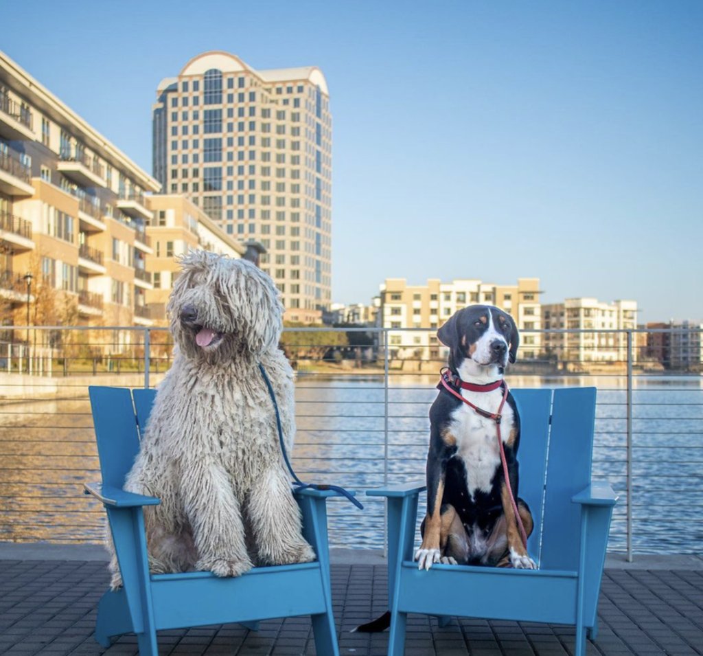 Las Colinas tweet media