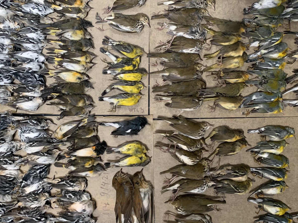 When you have 226 dead window-struck migratory birds from one morning, it’s hard to get them all in one photo. @_WTCOfficial — lights can be turned off, windows can be treated. Please do something. @4WTC and @3wtcnewyork don’t let this be your legacy. @NYCAudubon @wildbirdfund