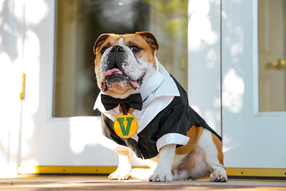 I'm not so sure about this #MetGala business, but I know I'd be best dressed at the #PetGala 😉🐾