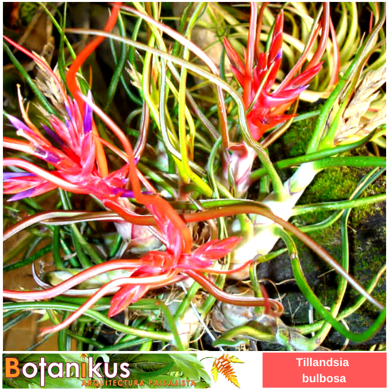 BotanikusVe's tweet photo. #TipsBotanikus
Conozca mas de esta bella Tillandsia bulbosa en nuestro canal de #YouTube
https://t.co/uQxkG63T8N
* Whatsapp: + 58 (414) 2300833
https://t.co/2oymnhZx1P
#botanikus #bulbosa #amigosdebotanikus #jardinería #jardines #bromelias #orquídeas #plantas #tillandsias https://t.co/dZ69DzmkjC