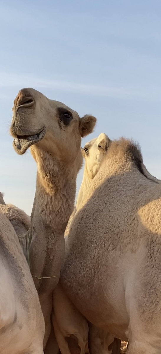#نخبة_شقح_الجزيرة 
#سلطانات_الشقح