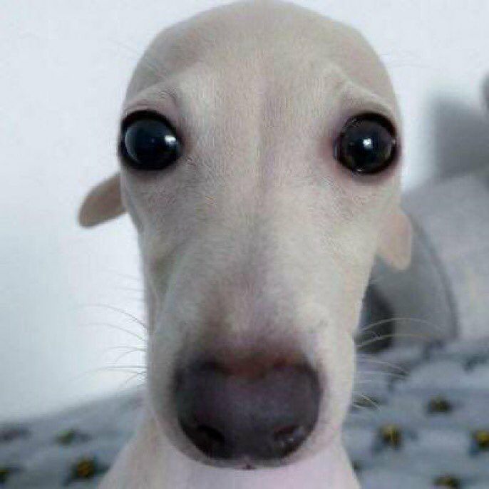 marsh_doge's tweet photo. @Pivigames Ya no inicia mi pc https://t.co/cs1BRQhvo8