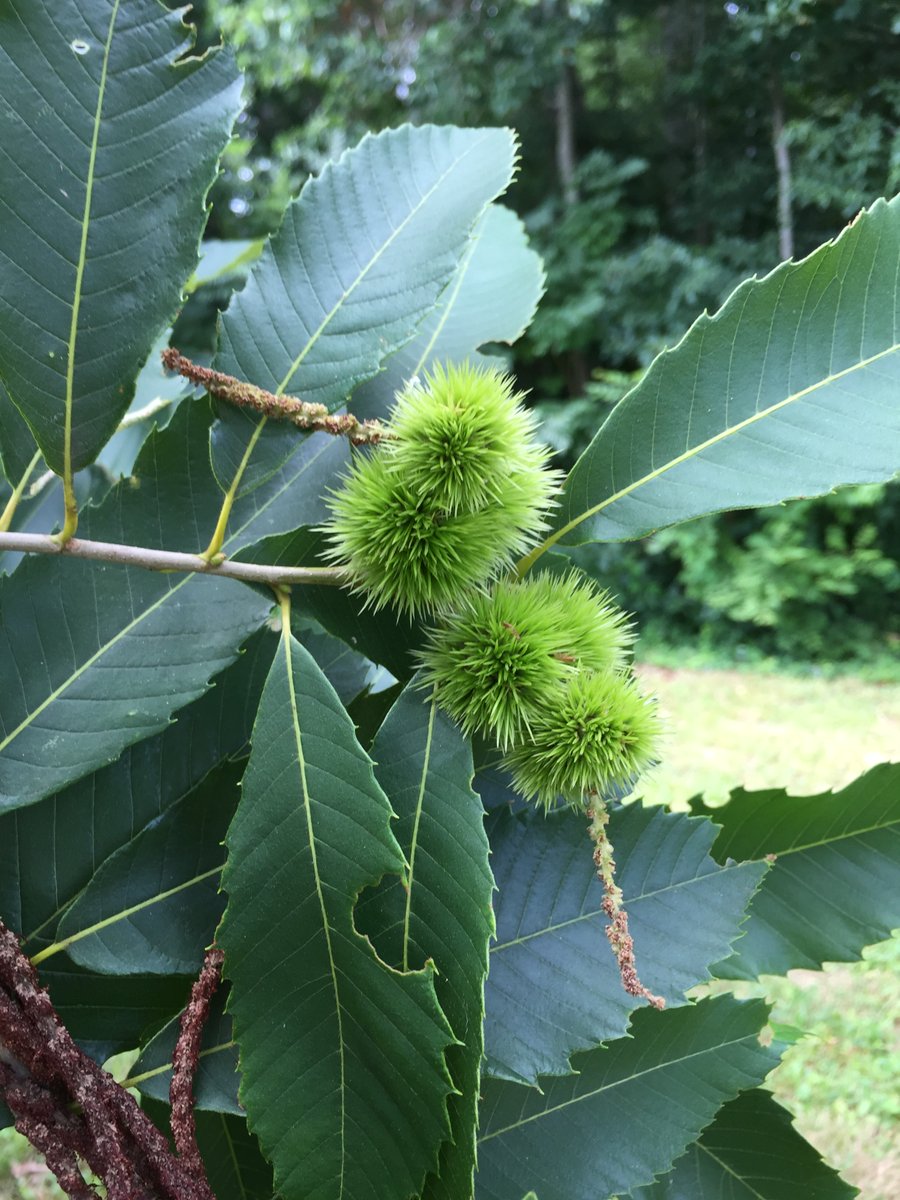 Genetic sequencing provides insight into the recent evolution of #Chestnuts and #Chinquapins in North America (new #AJB research by Elizabeth Spriggs &amp; Matthew Fertakos) bsapubs.onlinelibrary.wiley.com/doi/10.1002/aj… #botany #evolution @wileyplantsci @WileyEcolEvol