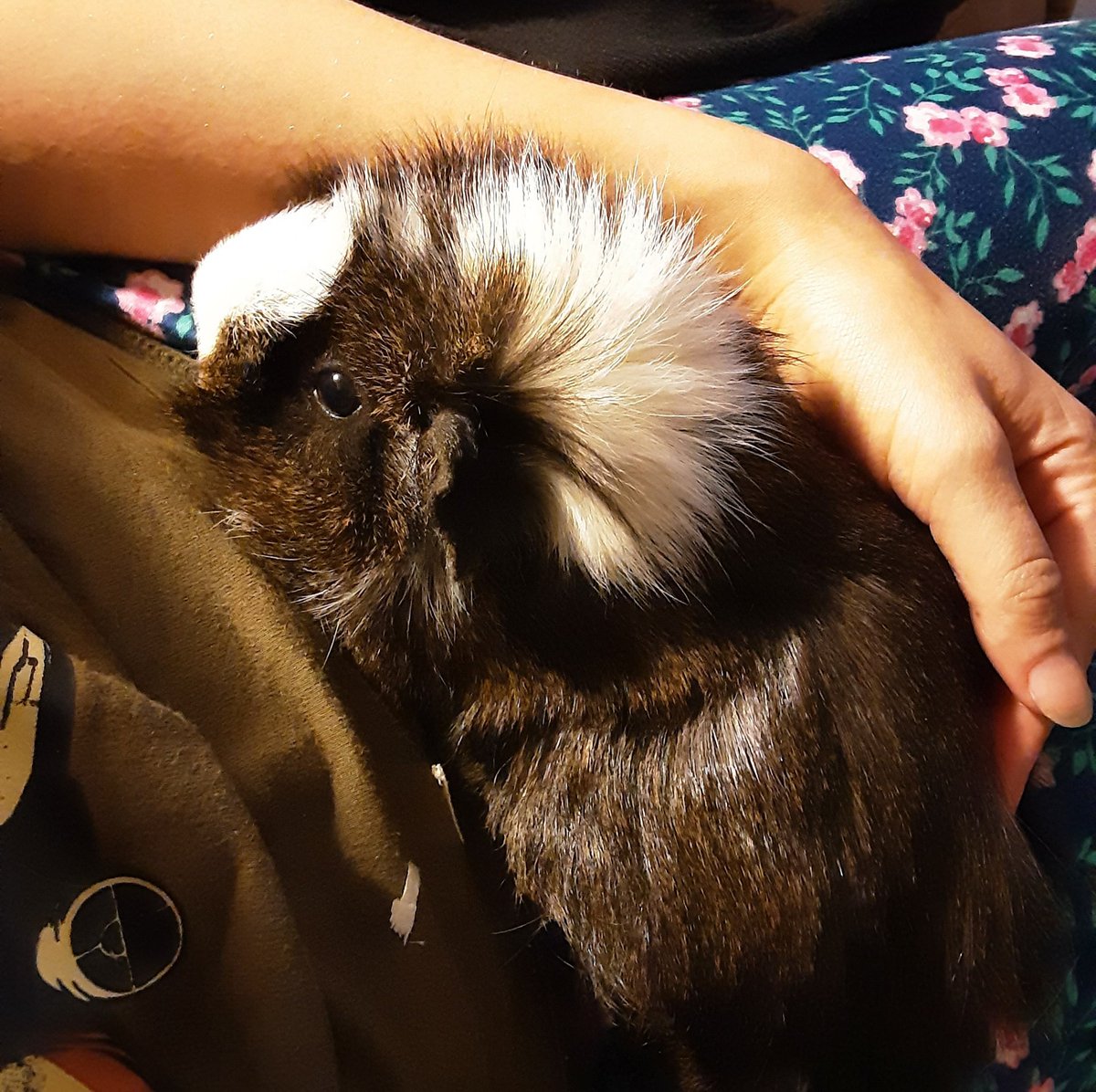 Kosmosaur's tweet photo. My sweet little friend ❤ I missed him https://t.co/zI8y7GslVC
