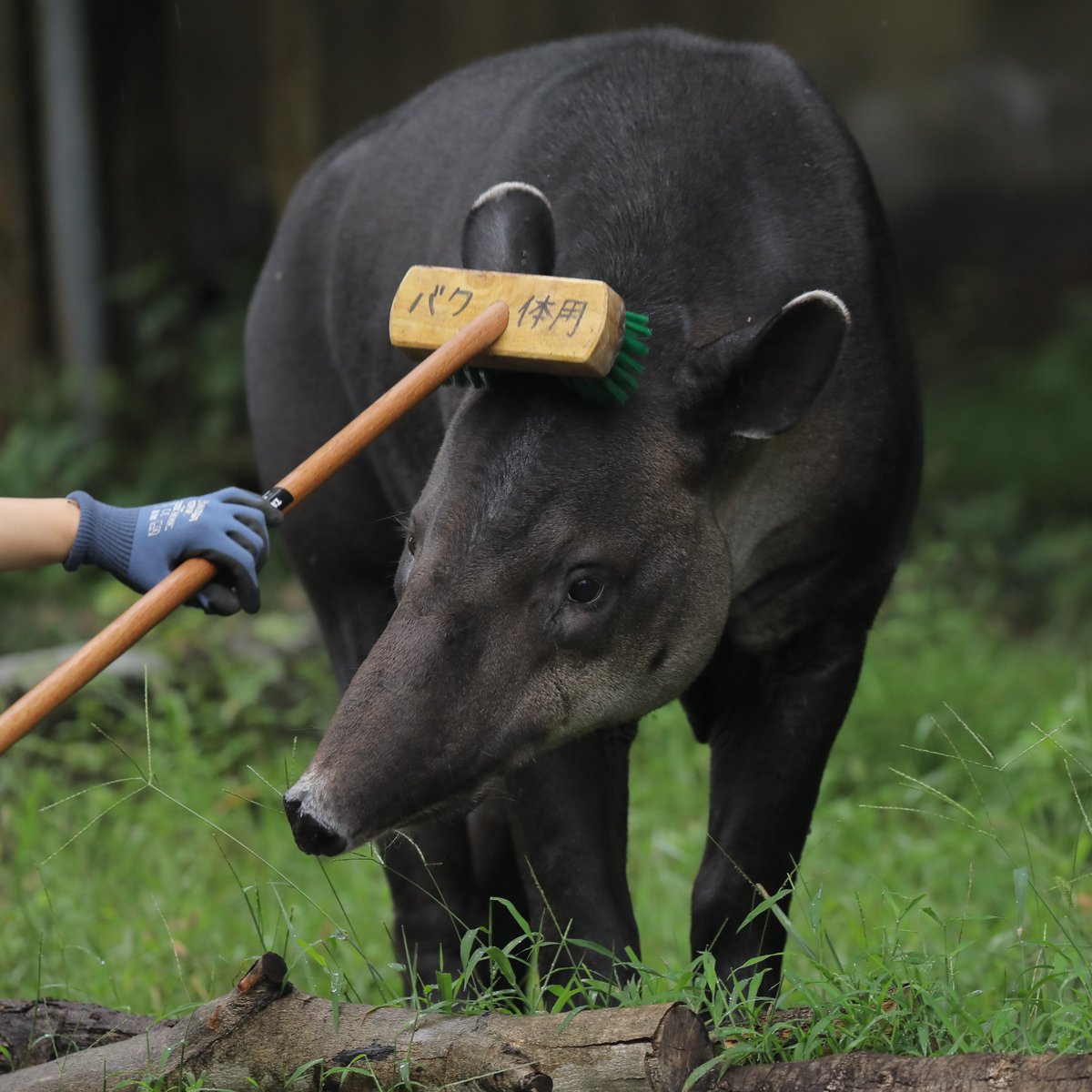 横浜市 金沢動物園にある ベアードバク専用デッキブラシ 見つけると駆け寄り 恍惚ゴロンしてかわいい 気持ちよさそう Togetter 横浜市 金沢動物園にある ベアードバク専用デッキブラシ 見つけると駆け寄り 恍惚ゴロンしてかわいい 気持ちよさそう Togetter