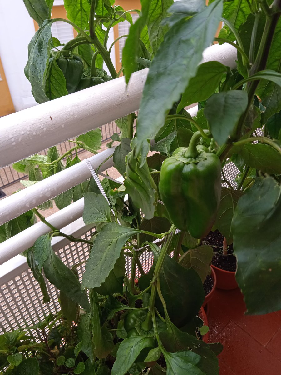 a10magos's tweet photo. #myrealfood https://t.co/6zjXtixt65