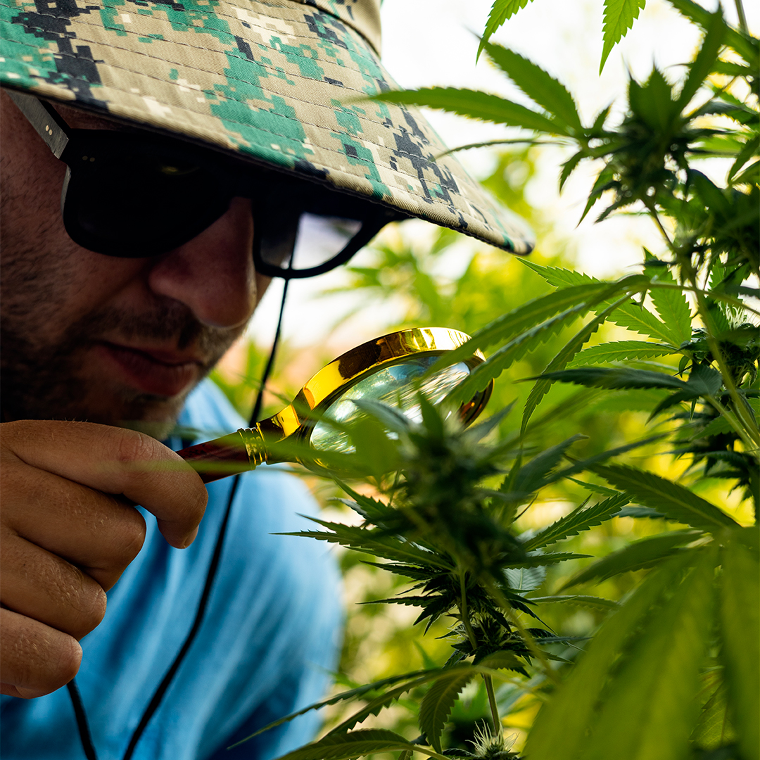 weedlywtf's tweet photo. Hai già firmato il #𝐑𝐞𝐟𝐞𝐫𝐞𝐧𝐝𝐮𝐦𝐂𝐚𝐧𝐧𝐚𝐛𝐢𝐬 di @LegaleMeglio ?

𝐀𝐧𝐜𝐨𝐫𝐚 𝐧𝐨?
Piantala di aspettare... 🌱 https://t.co/17Hm8bdHem