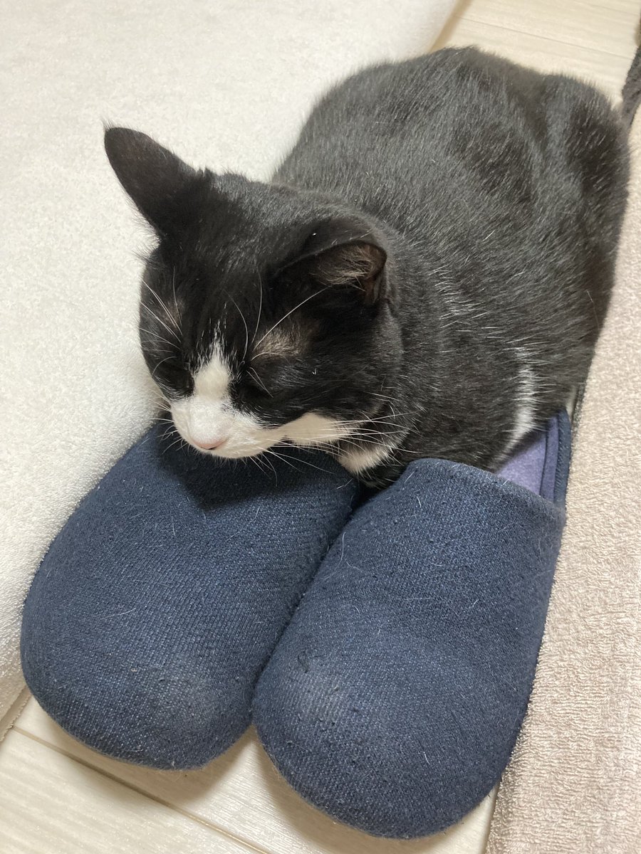 スリッパあたため中？の秀吉どの。
どうせなら冬場にやってくれい！