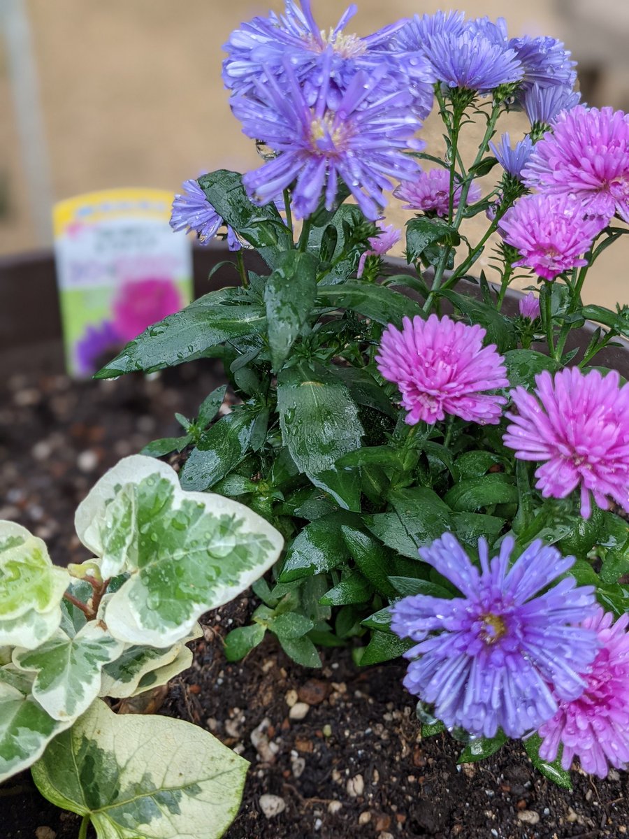 ﾌｳｾﾝｶｽﾞﾗ