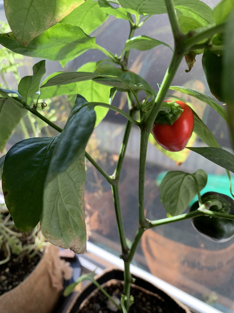 白石gama子 tweet media