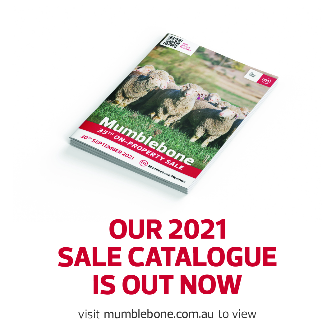 Mumblebone Merinos tweet media