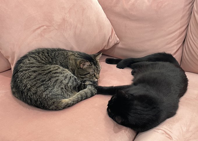 🖤 Ripley had perfect bloodwork results again so here is a pic of him taking a nap while holding paws