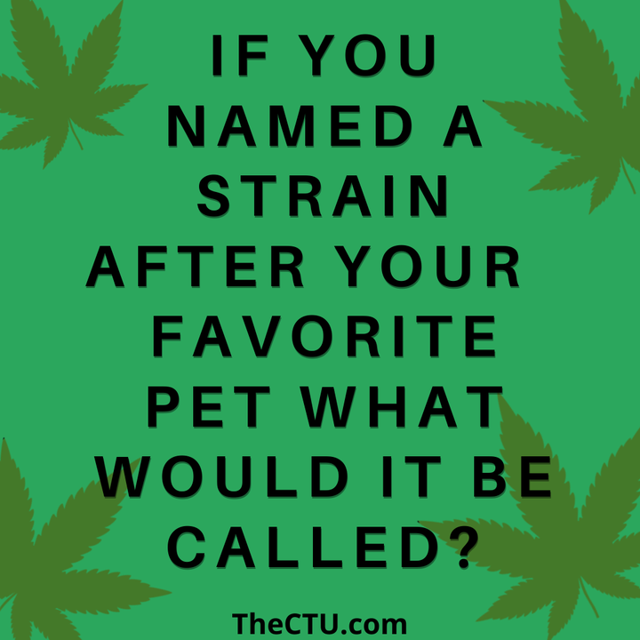CannabisTrainU's tweet photo. Camilla Kush 🐱 https://t.co/gcXAREWJvm
