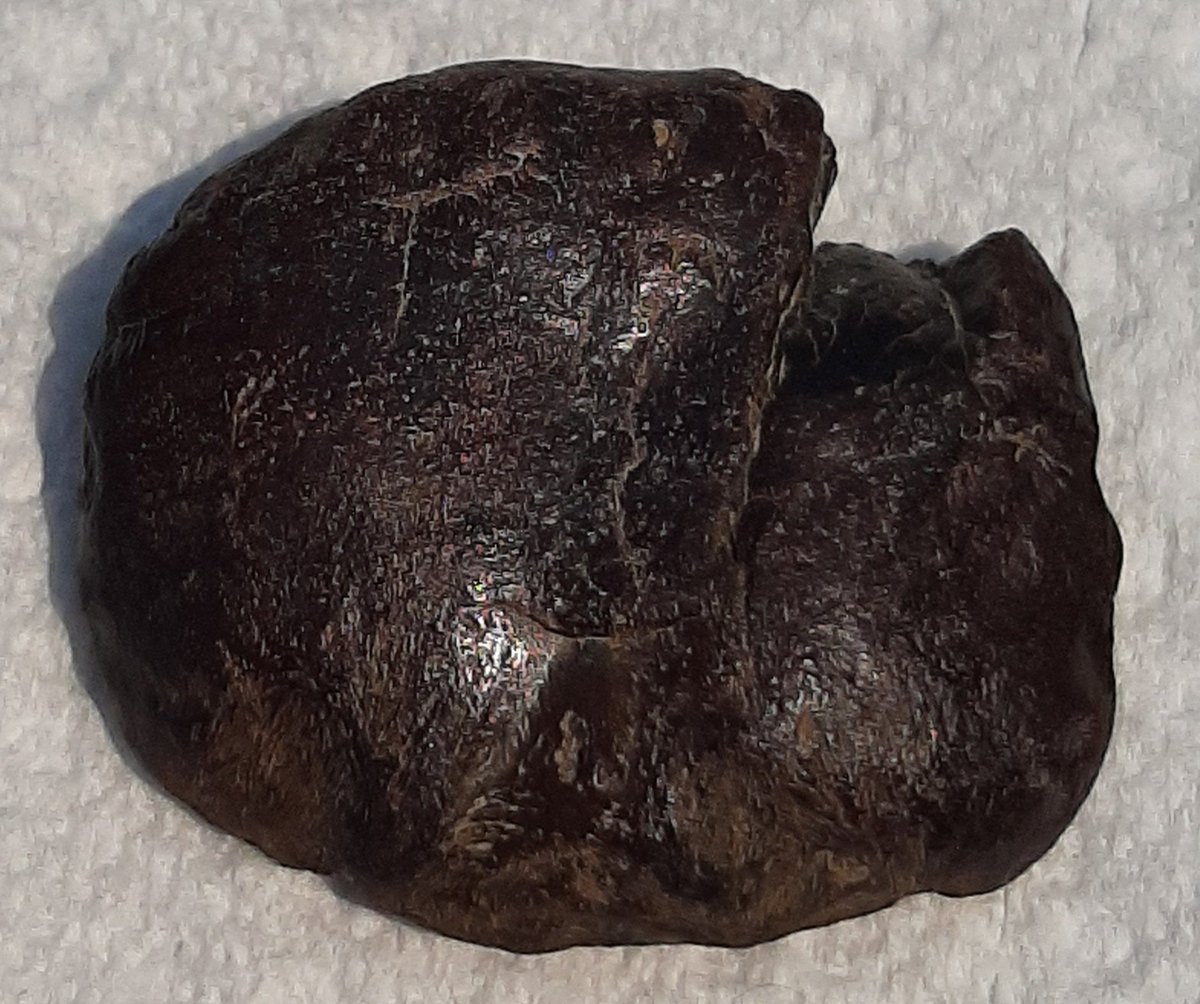 BaltimorePeace's tweet photo. It was suggested to me today that this fossil that I found on Friday at #CalvertCliffs is coprolite, not bone; which is just so on brand for me this summer. π© ππ https://t.co/Ea9tU5F2EA