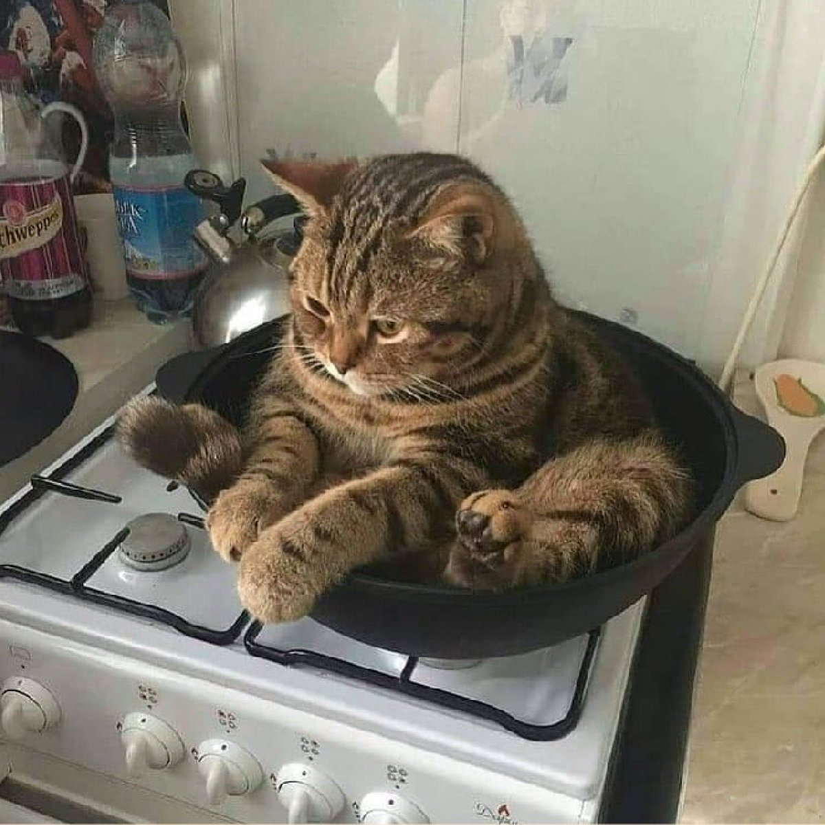 kapebeansies's tweet image. 🍳