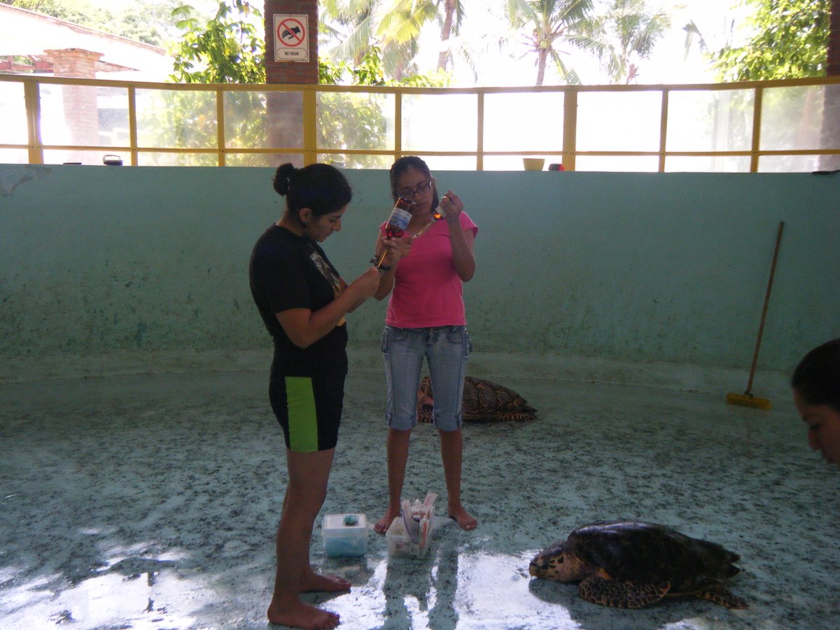 6/7
Throughout its history the CMT has formed teams of specialists, both in the clinical management of organisms in captive conditions, and in the management of wild turtles. A team with many years of experience in environmental education and nature tourism management.