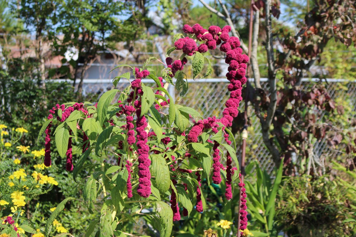 アマランサス Twitter Search