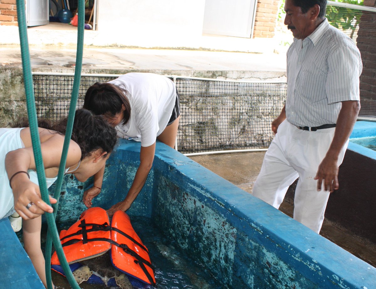 4/7
#Sanidadteam The team that takes care of the turtles on a daily basis; Rafael Villanueva, Carmelo Ambrosio, Albeto Jarquín, Elpidio Marcelino López, Directora, Biól. Edda Gónzalez Castillo #Centromexicanodelatortuga .