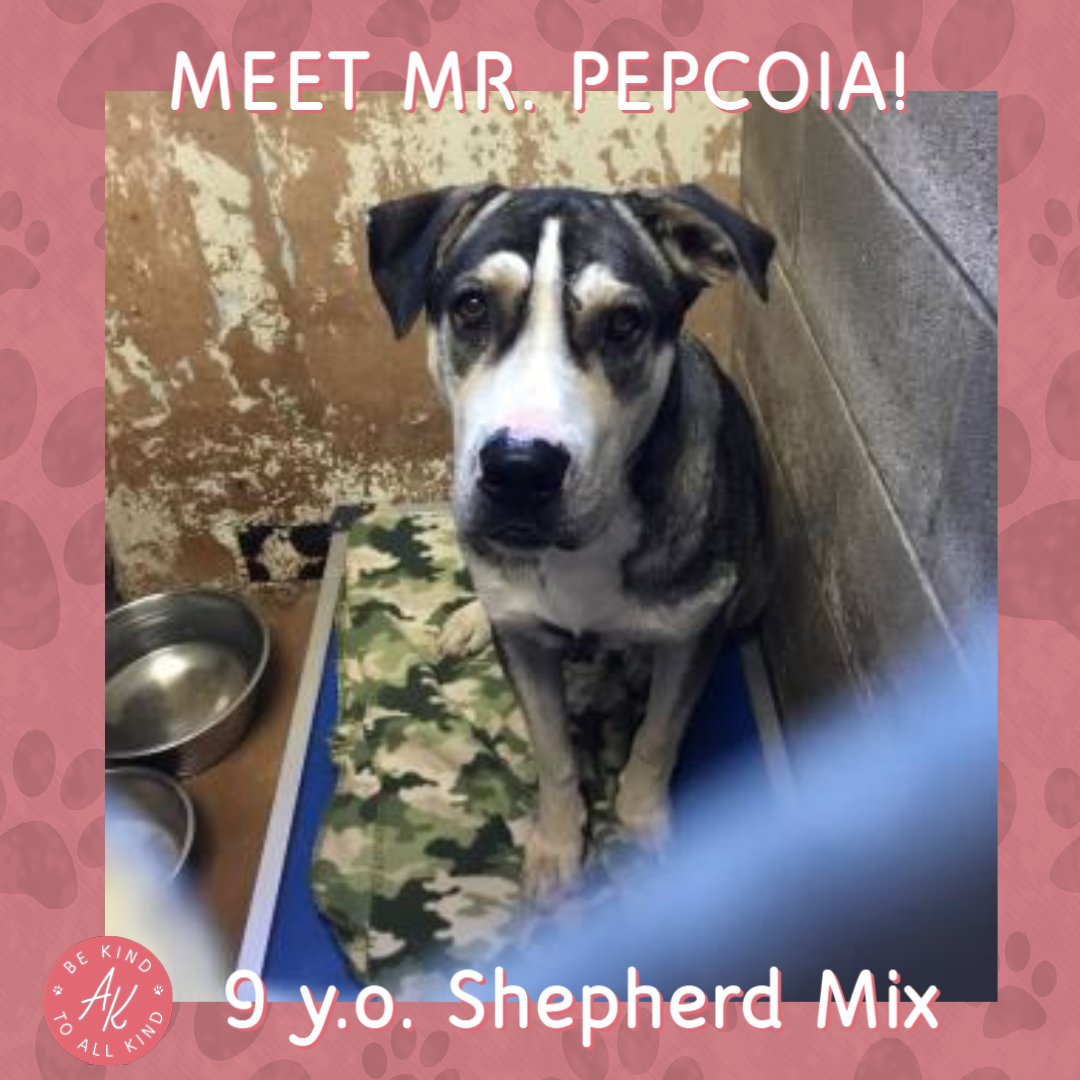 Meet Mr. Pepcoia! He is an older dog that currently resides at the Abilene Animal Shelter. Pepcoia is a 9 year old Shepherd mix and he is looking for a new family to care for him. 

#AdoptaLessAdoptablePet, #SeniorDogs, #OldDogs, #BeKindtoAllKind, #Abilene, #Texas