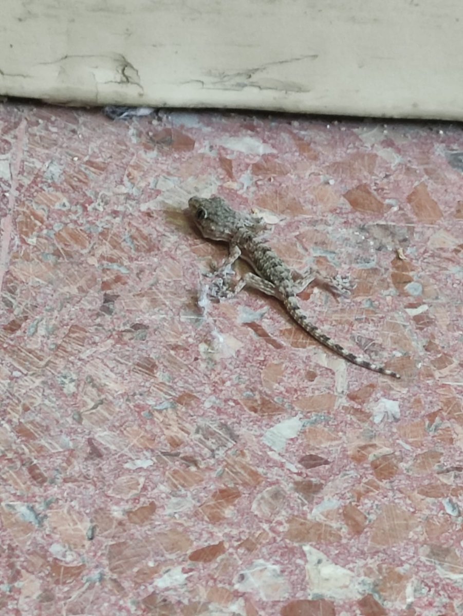 ProfePor's tweet photo. Esta mañana cuando he llegado a mi clase he retirado una caja de cartón y he visto que algo se había movido en el suelo, miré bien y... tachán... 
#claustrovirtual #visitasorpresa #EducaciónPública https://t.co/aWorJgDkWB