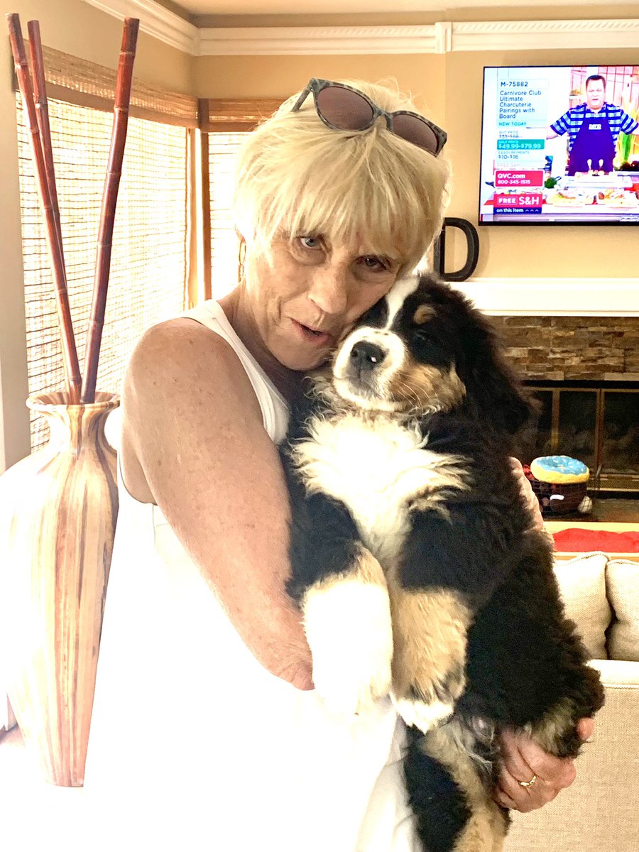 PoiseMatters's tweet photo. Celebrating our new puppy #bernesemountaindog #sequoiaoaks @TouchdownBruno 9 weeks old 17 pounds growing boy 🐾🐾🌺 https://t.co/6sxewicNZ0