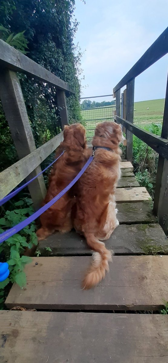 Kim Blaze, Buzz & Bolt🐾 (@lemursrock) on Twitter photo Little Bridges series caches are a firm favorite of ours as it usually means a stream and mud! #geocaching #GoldenRetrievers <a href="/Geocaching_Pics/">Geocaching Pictures</a> <a href="/CotswoldCaching/">Cotswold Caching</a> <a href="/GoGeocaching/">Geocaching</a> <a href="/CachingTogether/">Geocaching Together</a> Little Bridges series caches are a firm favorite of ours as it usually means a stream and mud! #geocaching #GoldenRetrievers <a href="/Geocaching_Pics/">Geocaching Pictures</a> <a href="/CotswoldCaching/">Cotswold Caching</a> <a href="/GoGeocaching/">Geocaching</a> <a href="/CachingTogether/">Geocaching Together</a>