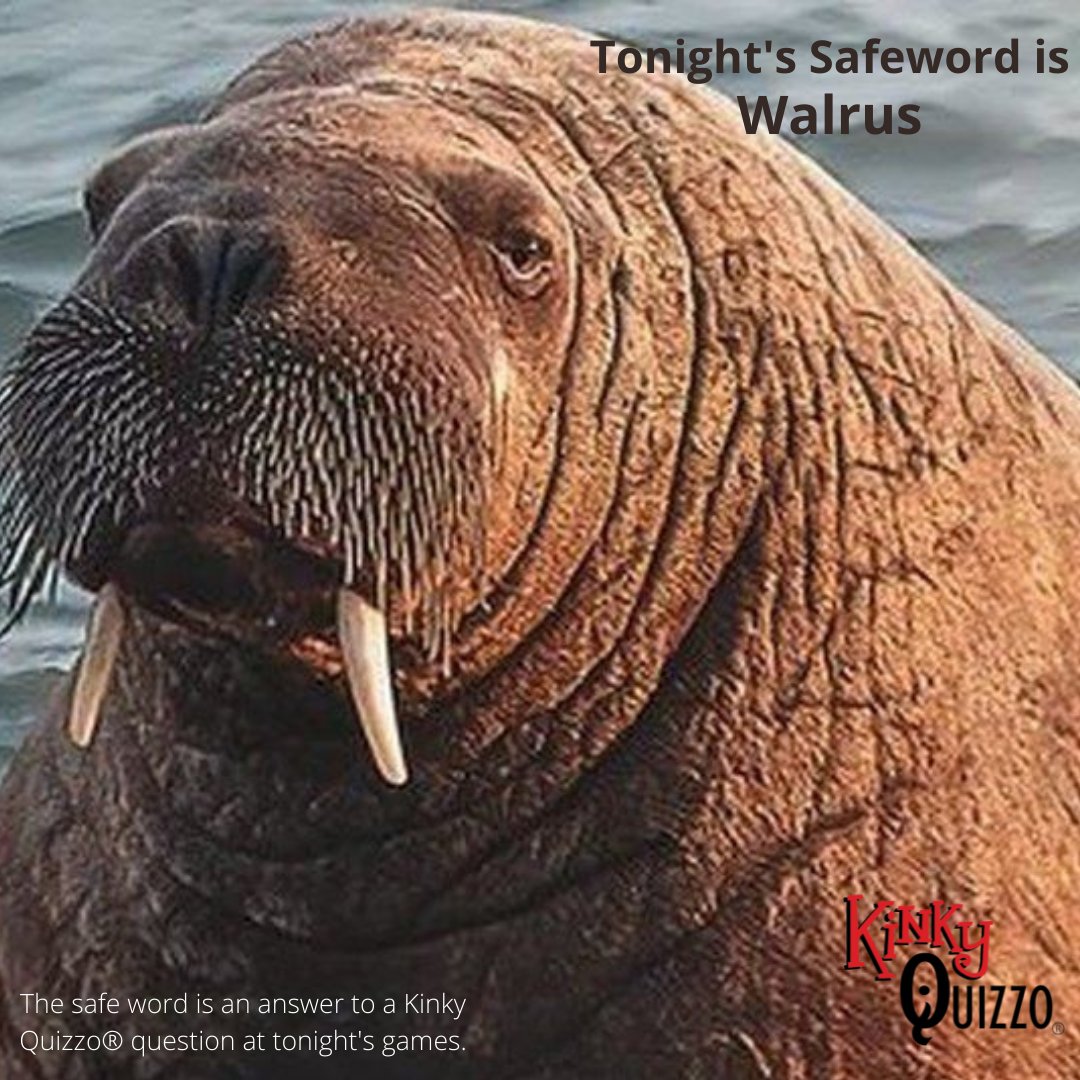 Use the SAFEWORD: 
One of the answers at Kinky Quizzo® tonight is "Walrus". 
Come out to play! 
kinkyquizzo.com