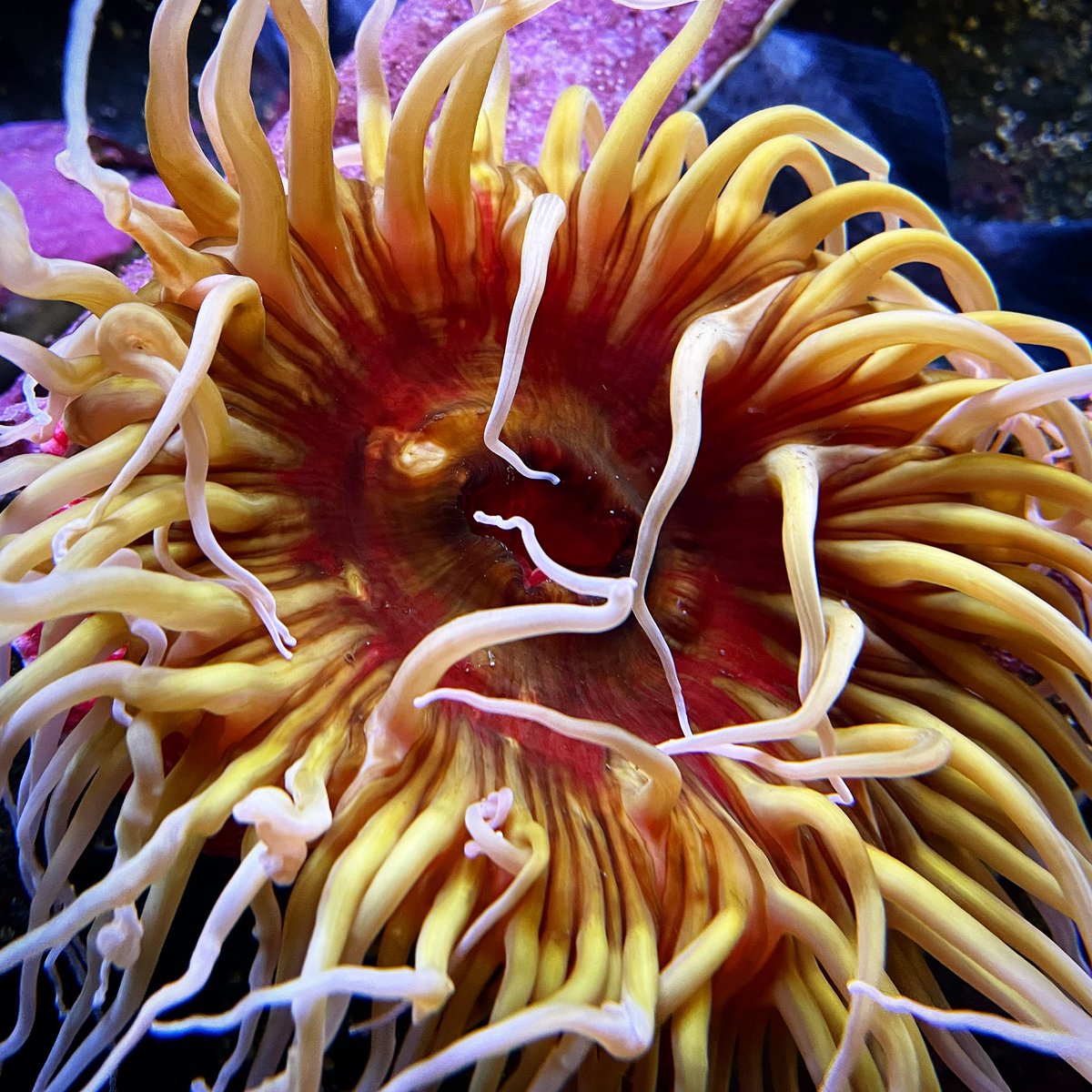 VagbndVentrTrvl's tweet photo. How about a little anemone for your Tuesday?😀❤️ https://t.co/Ouz1lV0qop