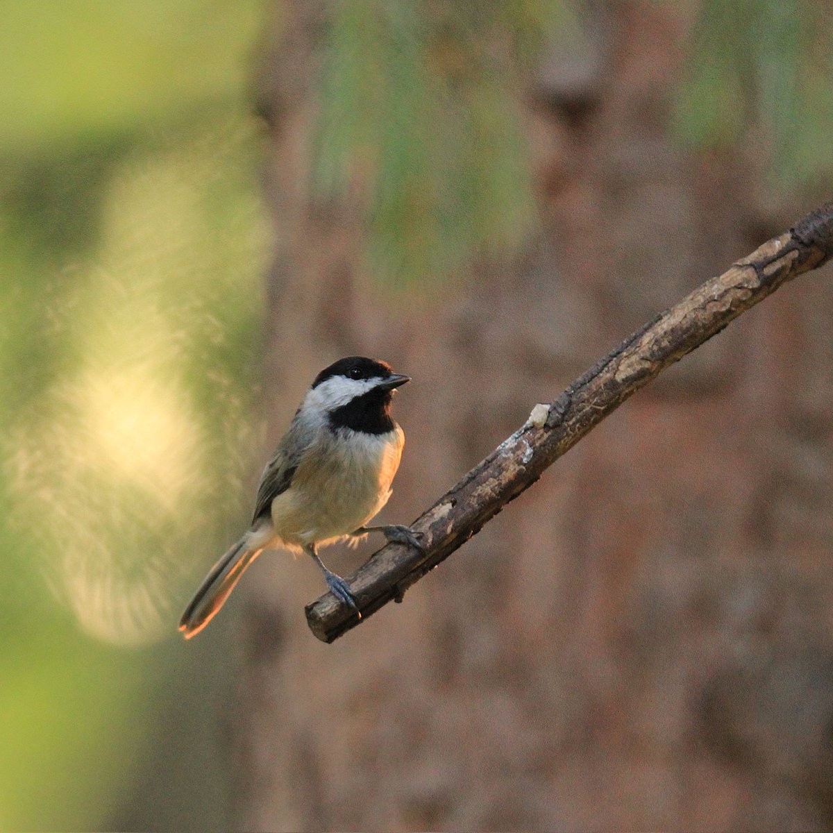 Love the evening light! 
#eveningglow #eveningbirding #eveningsunset #eveningsun #eveninglight #light #sunlight #softlight #softlighting #ohiobirding #birder #birders #birding #birdworld