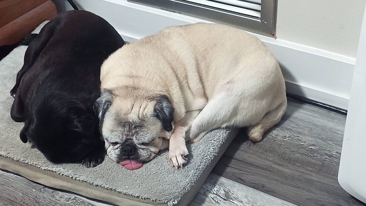 CanadianAcct's tweet image. These 2 #slackerd making sure I get my #work done. #pugs add background #music with their #snoring. #accounting #taxes #bookkeeping  #smallbusiness