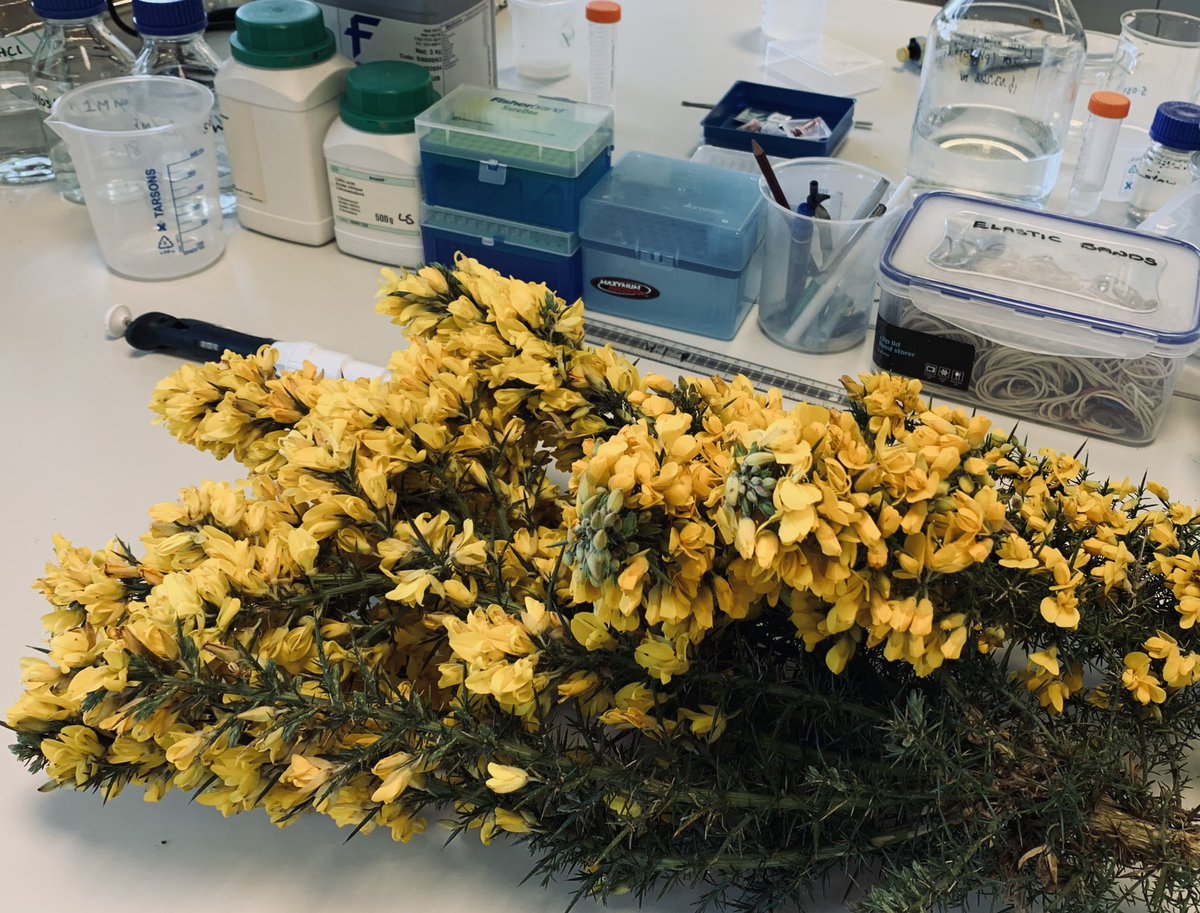 It’s Day 2 of #ScotClimateWeek and we <a href="/rowett_abdn/">Rowett Institute</a> are researching #LeadingIdeas for novel ways to contribute to sustainable protein production with invasive plants  frontiersin.org/articles/10.33… <a href="/SGRESAS/">RESAS</a>