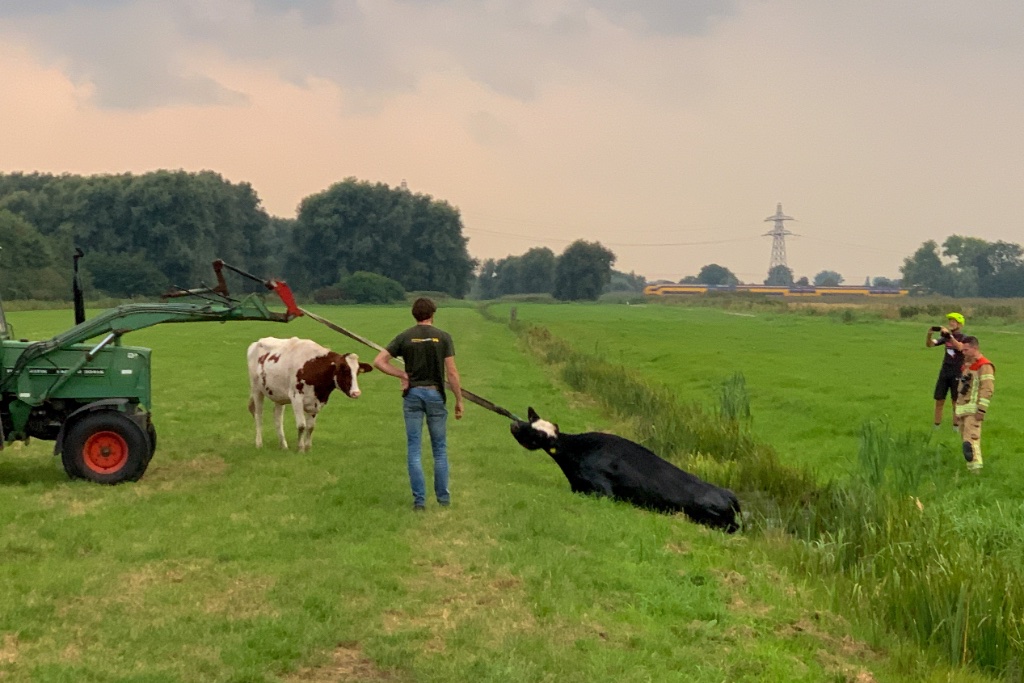Boer en koe zijn brandweer te snel af