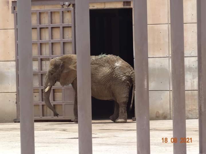 <a href="/AJaulas/">Abriendo jaulas & abriendo mentes</a> <a href="/SCJN/">Suprema Corte</a> <a href="/Claudiashein/">Claudia Sheinbaum Pardo</a> <a href="/DerechosVa/">VaPorSusDerechos</a> #UnaEsperanzaParaEly
#LiberenAEly
#ElyAUnSantuario