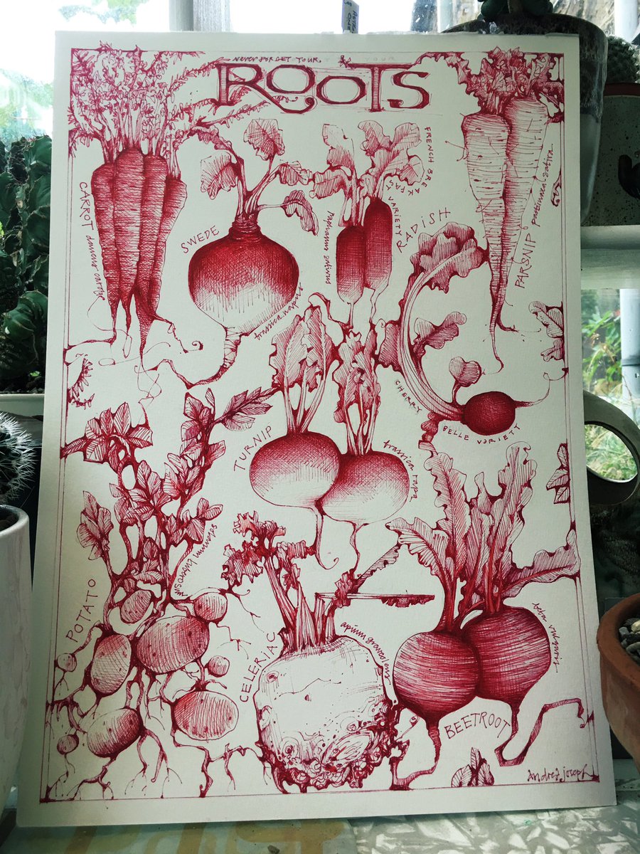 aheavysoul's tweet image. A gloomy day in #ThePottingShed but I finished this new piece. It’s a celebration of Britain’s favourite root veg. And a celeriac 😂 #neverforgetyourroots #rootvegetables #illustration #Illustrator #illustrationartists #andreajoseph #cookbookillustration