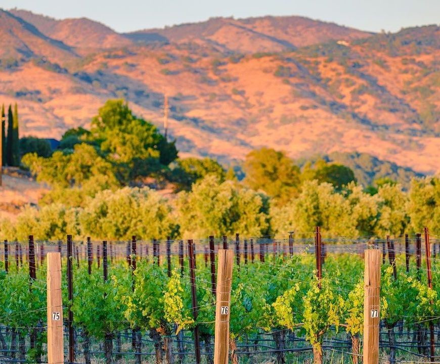 "The endless rows of vines in Napa Valley are always mesmerizing" ✨ Thank you for capturing our valley's beauty @theflyingbrit 📷