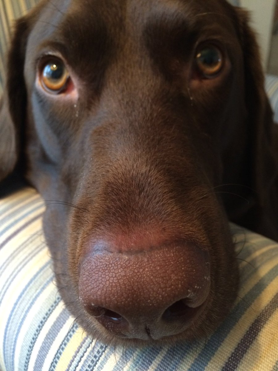 Dearest Friends… It is with a completely broken heart I must tell you that River Song peacefully 🌈 surrounded by love. She asked me one favor before she went. To ask you all to gaze up at the sky tonight, she has a surprise for you ✨. Love, River Song’s Mom 🐶💕