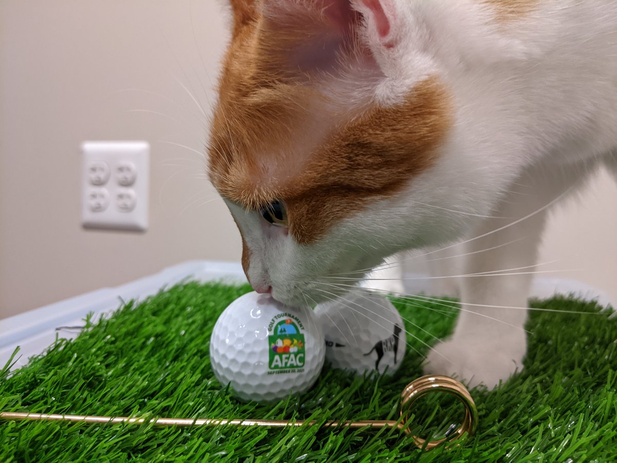 AFACfeeds's tweet photo. Here is Goose the cat (an office guest 😺) to help us thank the Graffis family for being the Golf Ball Sponsor to the 7th Annual AFAC Golf Tournament sponsored by Williams and Connolly! #afacfeeds #afacgolf #HungerActionMonth #afacHAM #meow https://t.co/zpJDFEskT3