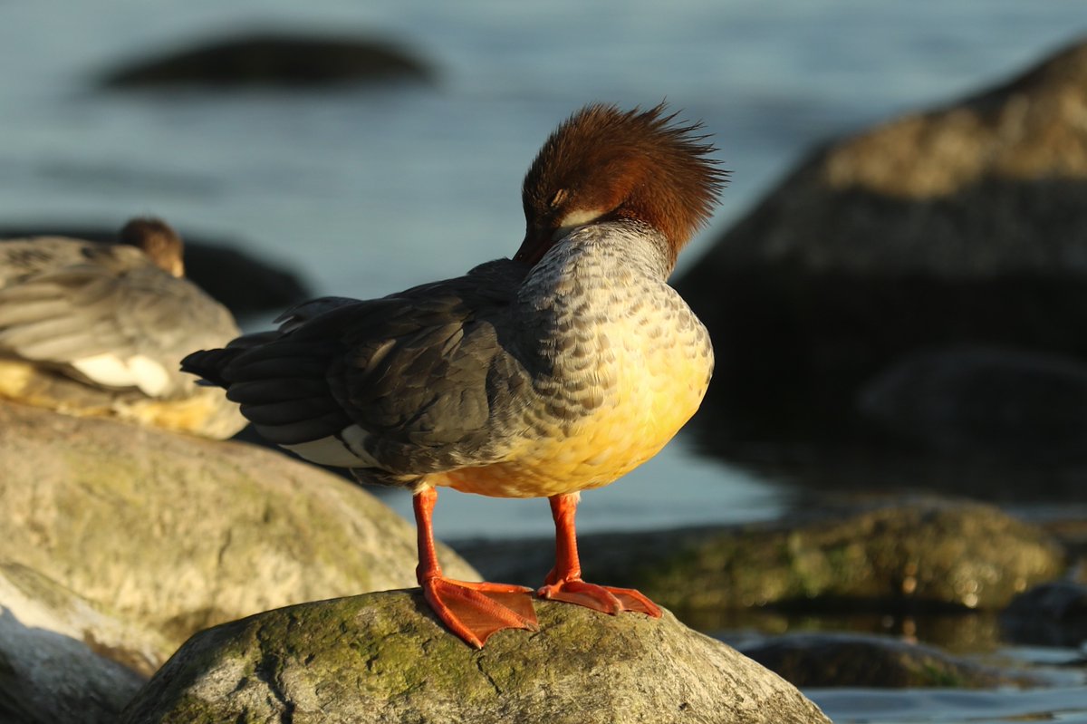 RT @KnuuttilaS: Beauty. #Goosander #isokoskelo #linnut #BalticSea #Helsinki https://t.co/g3uhQObj8b