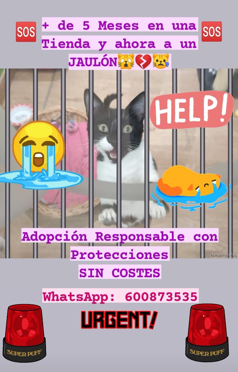 ZarpitasUrbanas's tweet image. 🆘🆘🆘🆘🆘🆘🆘🆘🆘🆘🆘🆘🆘
ZARPITAS tiene que salir 🆘URGENTEMENTE🆘 de la Tienda
Tendrá que pasar a un JAULÓN enano de una RESIDENCIA

❤CONTACTO: 600873535 WHATSAPP