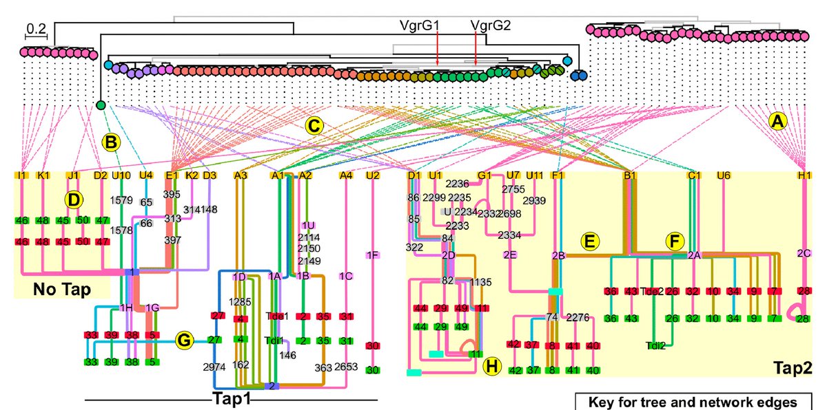 Our new paper on the diversity of the T6SS in agrobacteria is out in <a href="/mbiojournal/">mBio</a>. We characterized modularity and recombination of T6SS loci across the agrobacteria/rhizobia complex. journals.asm.org/doi/10.1128/mB…