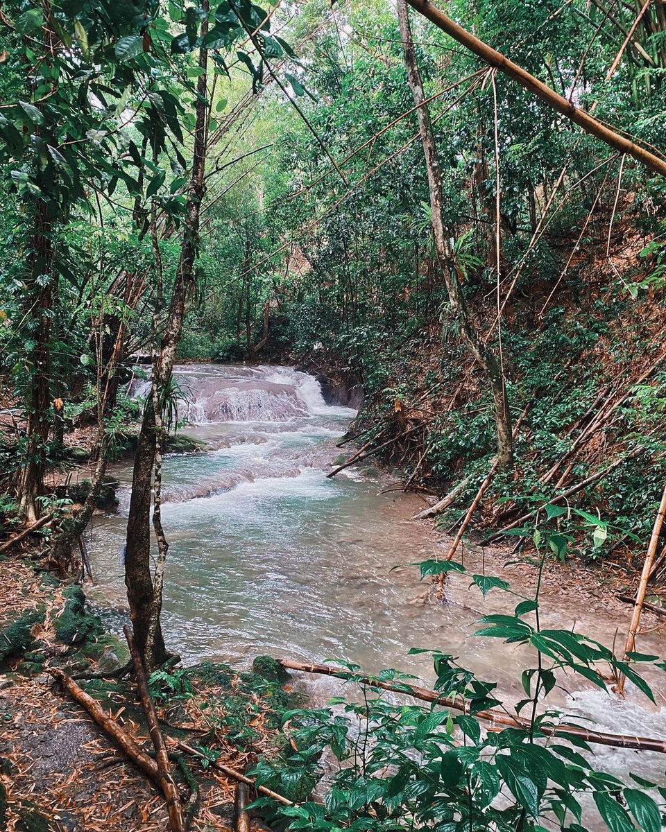VisitaJamaica's tweet photo. Su belleza salvaje, aguas cristalinas hacen de #MayfieldFalls un escape perfecto de lo común y dan la bienvenida a este gran paraíso para los amante de la naturaleza, localizado fuera de la zona turística de Negril esta cascada permite explorar sus aguas.
#VisitaJamaica https://t.co/kDZKLZaxAC