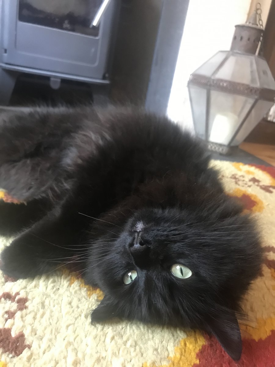 Marendsio's tweet photo. @ElizabethHume @MtlARN My Luna came from Battersea too @Battersea_ https://t.co/ftKCw9NOVX