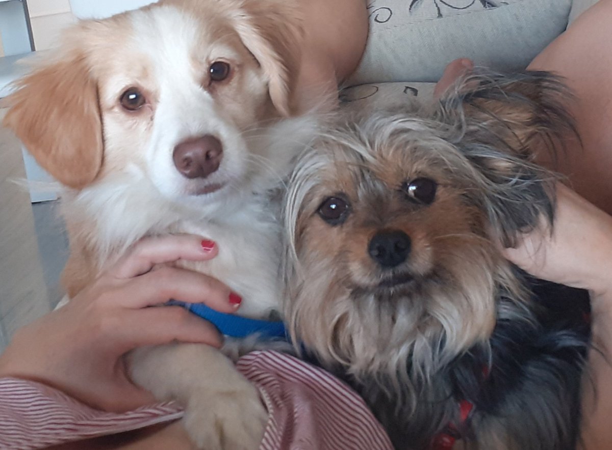 MendePujadas's tweet photo. Mis niños peludos,guapisimos...!!! https://t.co/We3dgbwDaL