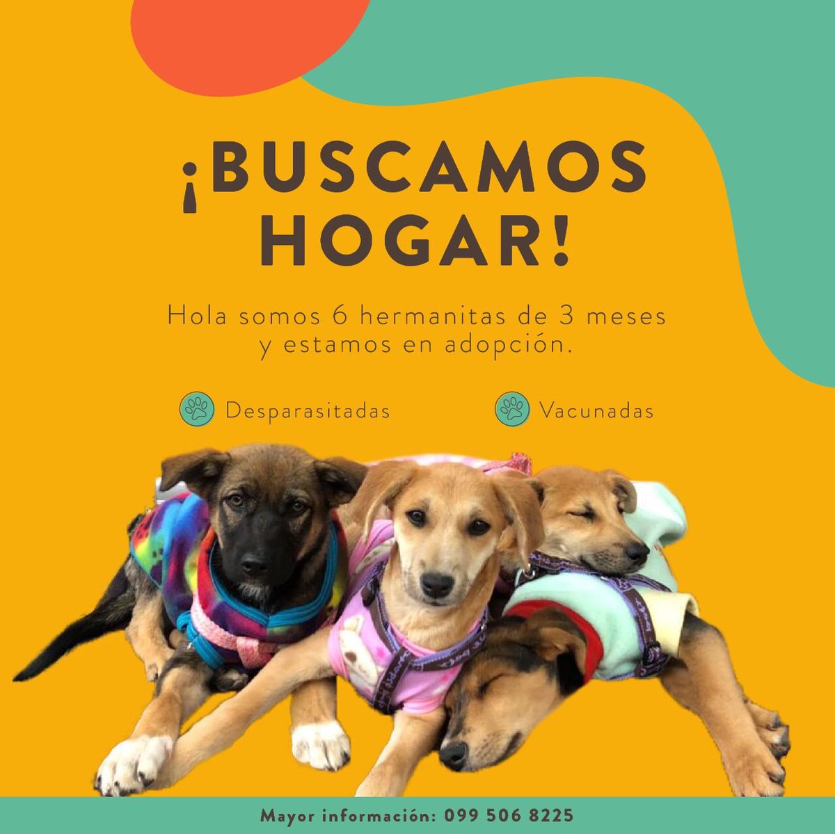 Estos bebés buscan hogares <a href="/Observatorio_FU/">Observatorio Animal</a>