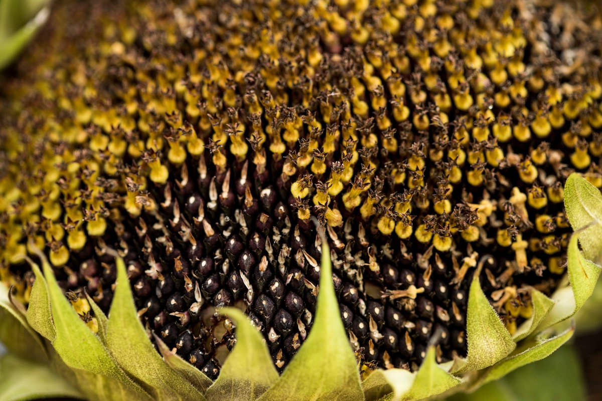 Making final decisions for the Farming the Future Exchanges tomorrow with @LandworkersUK and SO inspired by applicants - you guys are on fire🔥 Incredible work happening right across the UK and Ireland. The seed future is bright! 😊🌱