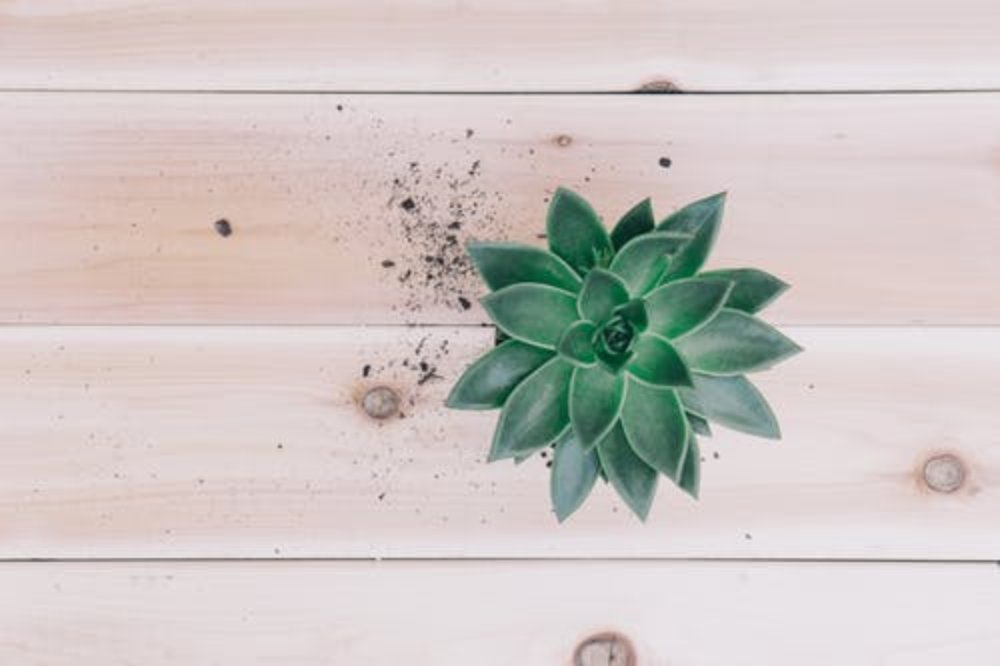 plantsolutions's tweet image. For your plant-related answers, we are number one in the game. From plant design installation to maintenance, we have you covered!

For more information, visit #PlantSolutions now! qoo.ly/3e3kks