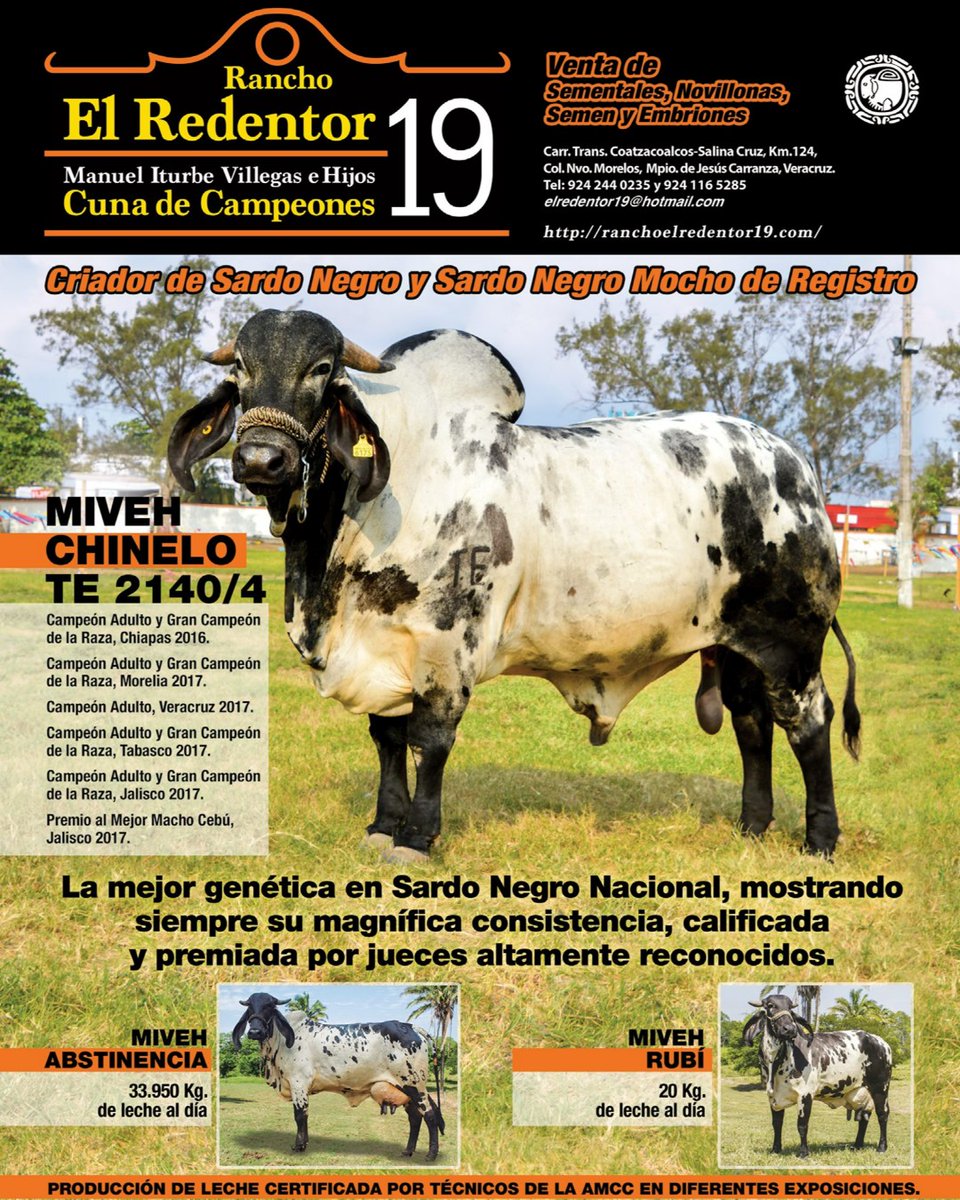 GanaderiayAgro's tweet photo. Rancho "El Redentor 19" no necesita presentaciones, pura crema y calidad para mejorar la sangre. 

Informes acá http:https://t.co/Vskvk2ZGhN
Sardo Negro Rancho El Redentor 19 
Tel. +52 924 244 0235

#SardoNegro #SardoNegroMocho #Ganadería #Trópico #Genética https://t.co/PS8xPClFU8